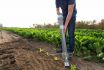 Multiplanter Large